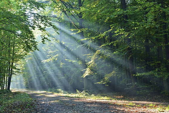 Sunbeams shine through the trees in Forest Park in Saint Louis, MO. Marble Wellness is a therapy practice in Ballwin, MO that offers therapy for depression, therapy for anxiety, therapy for moms, grief counseling, counseling for chronic illness, and couples counseling.