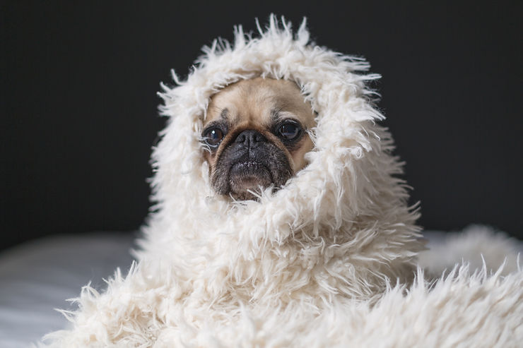 A dog in a cozy blanket-getting cozy, or practicing Hygge, is a recommend way to counter SAD