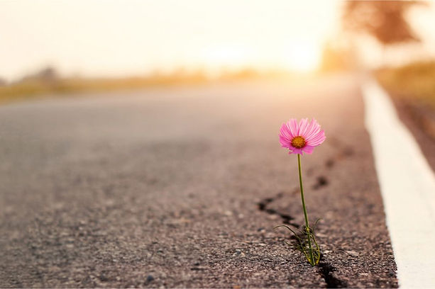 A pink beautiful flower growing in a crack in a road with the sun rising above. Marble Wellness offers counseling for grief. We are here to support you and help you find peace and hope.