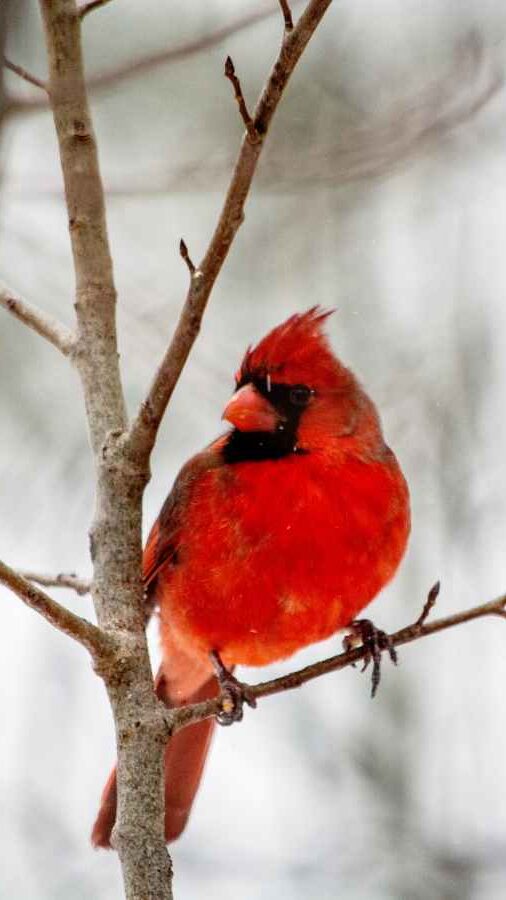 Cardinal on a tree branch. Get peace and hope after grief counseling in St. Louis, MO 63011. You can heal from the grieving process with online therapy in Missouri, park therapy in West County, MO, and counseling for women in Missouri.