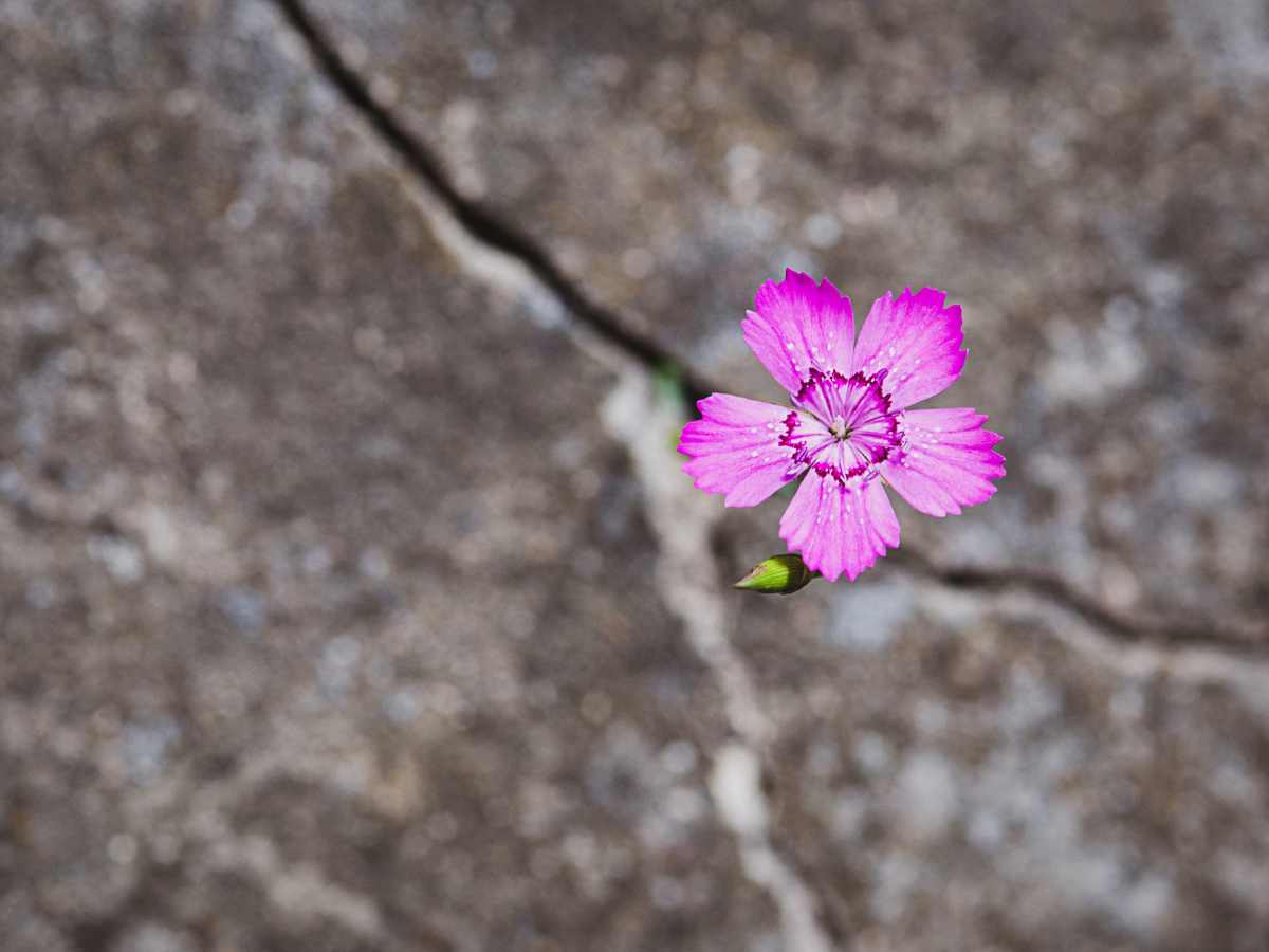 Flower in Sidewalk | Trauma Therapy in Ballwin, MO